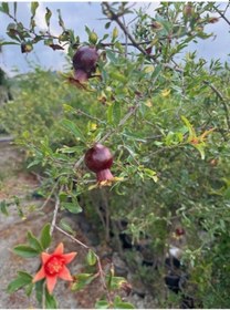 Resim Saksıda 5 Yaş Meyve Veren Hicaz Nar Fidanı B0y 170-200 Cm 