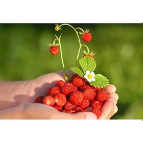 Resim 10 Adet Nadir Dağ Çileği Tohumu Çilek Tohumu + Toh 