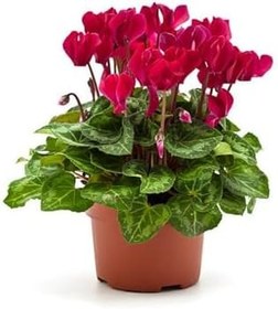 Resim Hediyelik Mürdüm Renk Sıklamen Çiçeği Sevgililer Gününe Özel Kaktüs Hediyeli 