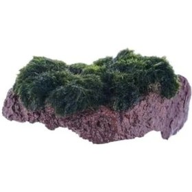 Resim Marimo Moss Rock Canlı Bitki 