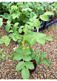 Resim Kuşburnu Fidanı 2 Adet - Rosa Canina 