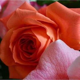 Resim Nadir Kokulu Yediveren Yavruağzı Sarmaşık Gül Tohumu 5 Tohum 