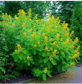 Resim Nadir Senna Hebecarpa Çiçeği Tohumu 25 Tohum 