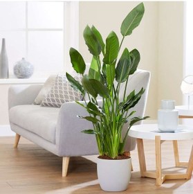 Resim Starliçe (Cennet Kuşu Çiçeği) Strelitzia Nicolai 80 cm 