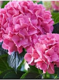 Resim Ortanca Çiçeği Ortanca Canlı Çiçek Pembe 