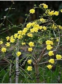 Resim Videolu Çalı Yasemin Sarı Yasemin Fidanı (80-120 Cm) 1 Adet Tüplü Jasminum Nudiflorum 
