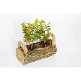 Resim Twin Set Ahşap Dekoratif Sukulent 2 Adet 