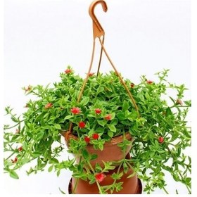 Resim Buz Çiçeği Mesenbryanthemum Albatum Askılı Saksıda 3 Adet 