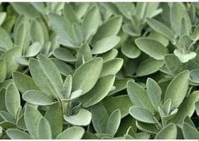 Resim Serada Decor Plant Adaçayı Fidanı Fidesi Tüplü 15-25 Cm (1 Adet) 