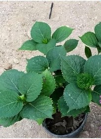 Resim Ortanca Çiçeği Ortanca Canlı Çiçek Pembe 