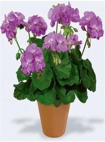 Resim Videolu Karışık Renk 3 Adet Sardunya Çiçeği Fidanı 30-60Cm Saksılı (Geranium) 