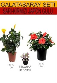 Resim Avantajlı Ürünler 2'li Sarı-Kırmızı Japon Gülü Telgarf Çiçeği 