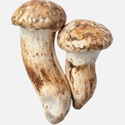 Resim Taze Matsutake Mantarı (500 g) 