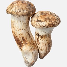 Resim Taze Matsutake Mantarı (1000 g) 