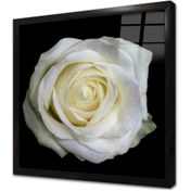 Resim Siyah Fon Üzerinde Beyaz Gül Çerçeveli Cam Tablo 