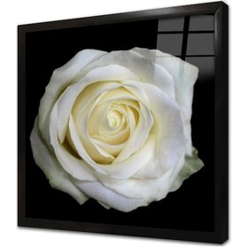 Resim Siyah Fon Üzerinde Beyaz Gül Çerçeveli Cam Tablo 
