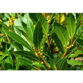 Resim Defne Yetiştirme Seti 