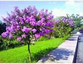 Resim Videolu Mor Renk Oya Ağacı Fidanı 80-120 Cm Saksılı Dış Mekan Ağaçları Purple Lagerstroemia 