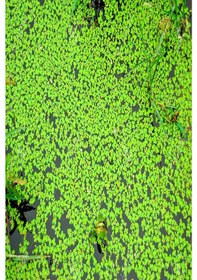 Resim Su Mercimeği 10X10 Kapta 