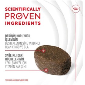 Resim Skin&coat Chews Deri Ve Tüy Sağlığını Destekleyen Tamamlayıcı Ödül Maması 240g 