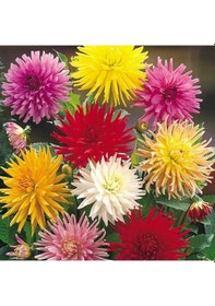 Resim 30 Adet Dev Yıldız Çiçeği Soğanı Yumrusu Yenı Mahsül. 