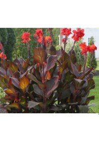 Resim Kana Çiçeği Kırmızı Açan Tesbih Çiçeği 40-60 Cm Boyunda 