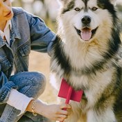 Resim Ekstra Uzun Köpek Bakımı Fırçası - İğne Uzunluğu 2.5 Cm / 0.98 İnç, Kırmızı Sap, Rahat Tutma Tasarımı, Ölü Deri ve Tüyler %95 Çıkardı, Pudralar, Alman Çobanları, Labradors ve Orta Boya ve Büyük Köpek Irkları İçin Uygun. 