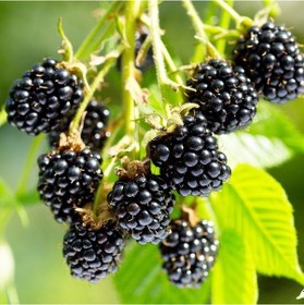 Resim Tüplü Yüksek Verimli Aromalı Arapaho Böğürtlen Fidanı 