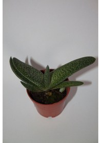 Resim Gasteria Pillansii Sukulent Tekli 5,5 Cm Saksıda 