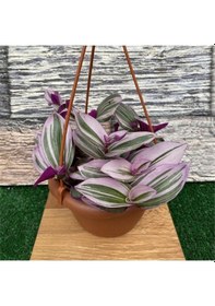 Resim Telgraf Çiçeği Alacalı Yapraklı Sarkaç Saksıda 