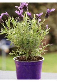 Resim Videolu Yoğun Kokulu Mor Lavanta Angustifolia Fidanı 30 Adet Saksılı/tüplü 10-20cm Lavender 