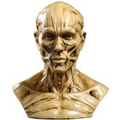 Resim Suntek Magideal Kafa Kalıp Heykeli İnsan Anatomik Çalışma Antik-sarı 