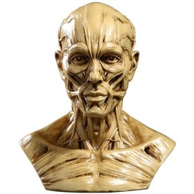 Resim Suntek Magideal Kafa Kalıp Heykeli İnsan Anatomik Çalışma Antik-sarı 