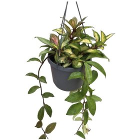 Resim Hoya Carnosa 'Krimson Princess' (Mum Çiçeği) Ø17 CM Y40-45 CM 