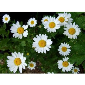 Resim Papatya Çiçeği - Chamomillae Romanae 10 Adet 