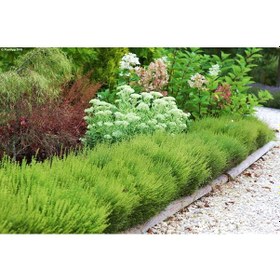 Resim HANIMELİ ÇİT BİTKİSİ 10 ADET 'Lonicera Nitida' 