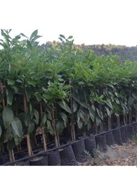 Resim Tüplü Aşılı Kara Limon Yaş 1-2 Boy 90-100Cm 