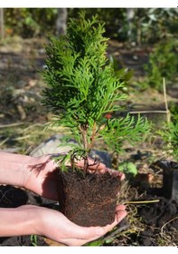 Resim Cupressus Leylandii 40 Adet Leylandi Çam Ağacı Fidanı 10-25cm Dış Mekan Çit Bitkisi 