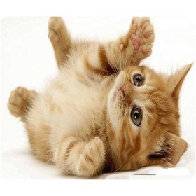Resim Moveevo Kedi Desenli 180x220mm Anti Kayma Oyuncu Mouse Pad - Yumuşak Dokulu, Temizlenebilir, Bilgisayar/notebook Uyumlu Diğer 