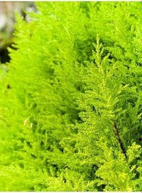 Resim Videolu Limon Kokulu Limon Selvi Fidanı (30 40 Cm)15 Adet Tüplü Dış Mekan Ağaç Cupressus Macrocarpa 