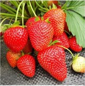 Resim 40 Adet Çilek Fidesi Yediveren Albıon Açık Adet 