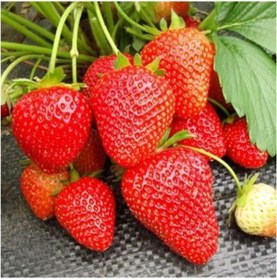 Resim 40 Adet Çilek Fidesi Yediveren Albıon Açık Adet 