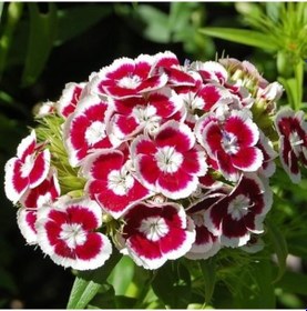 Resim Hüsnü Yusuf Çiçeği 5 Adet 