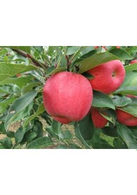 Resim Pink Lady Elma Fidanı 3 Adet 