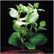 Resim Çınar Hygrophilla Difformis Akvaryum Bitkisi Canlı Bitki 