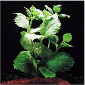 Resim Çınar Hygrophilla Difformis Akvaryum Bitkisi Canlı Bitki 