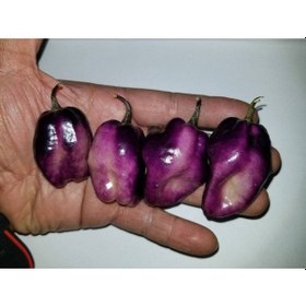 Resim 10 Adet Purple Jolokia Peach Biber Tohumu 