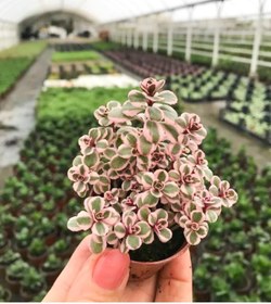 Resim Nura Botanik Sedum Tricolor 3 Renkli Sukulent 5.5 Cm Saksıda 