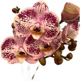 Resim Phalaenopsis 'Sorano' (Pembe Orkide) Ø12 CM Y70-80 CM 