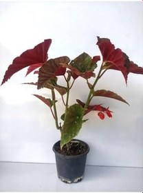 Resim Kırmızı Çiçekli Çilli Begonya Çiçeği 1 Adet Saksılı 20-40Cm Salon Balkon Çiçeği 